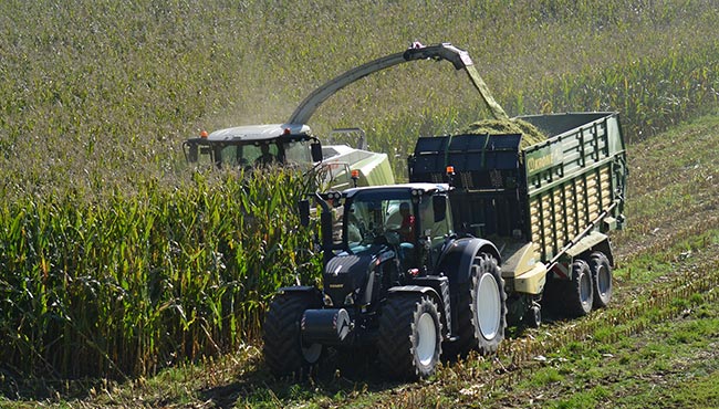 LU Peter Auer - Gruenlandernte